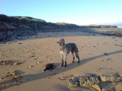 Scottish Deerhound