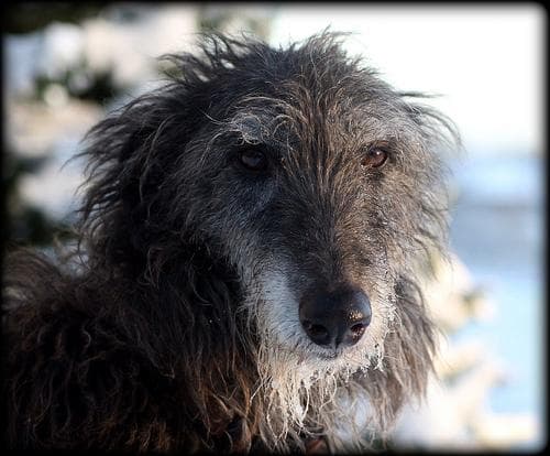 Scottish Deerhound