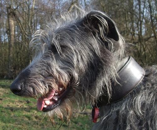 deerhound