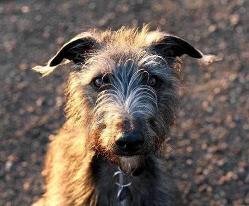 deerhound