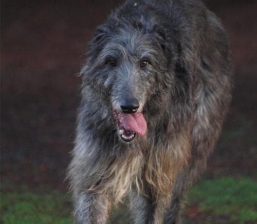 Scottish Deerhound