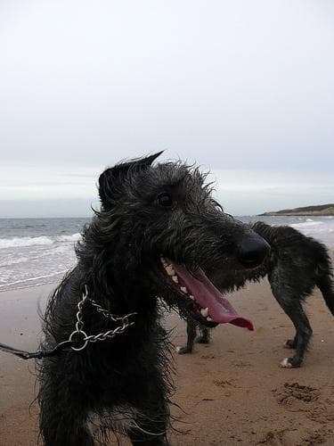 Scottish Deerhound