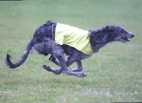 Scottish Deerhound