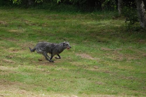 Scottish Deerhound
