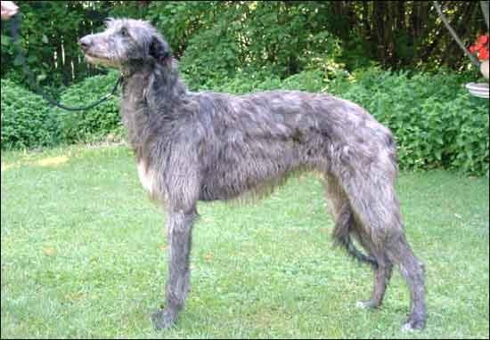 Scottish Deerhound