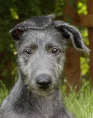 Scottish Deerhound
