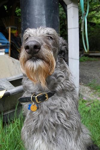 Scottish Deerhound