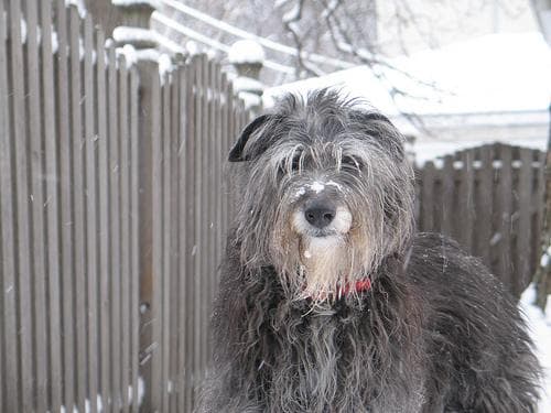 Scottish Deerhound
