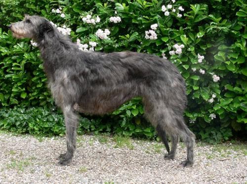 Scottish Deerhound