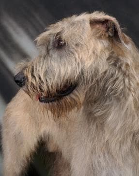 Scottish Deerhound