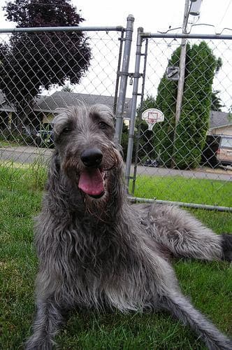 deerhound