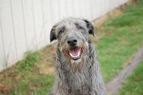 deerhound