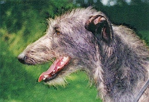 Scottish Deerhound