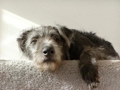 Scottish Deerhound