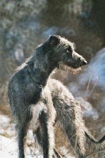 deerhound