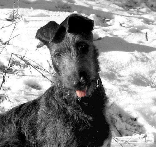deerhound