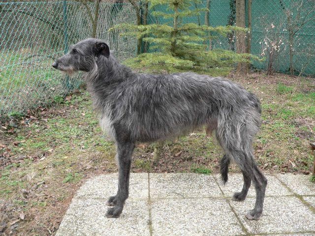 Scottish Deerhound