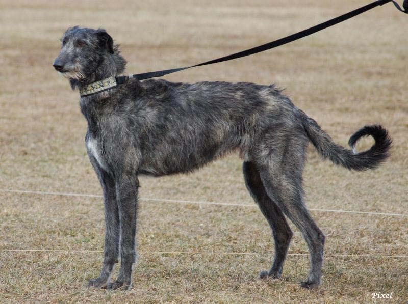 deerhound