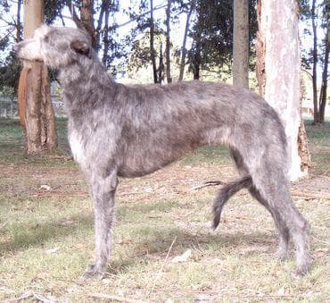 Scottish Deerhound
