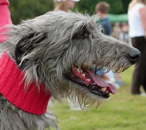 deerhound