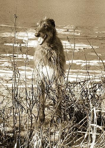 Scottish Deerhound