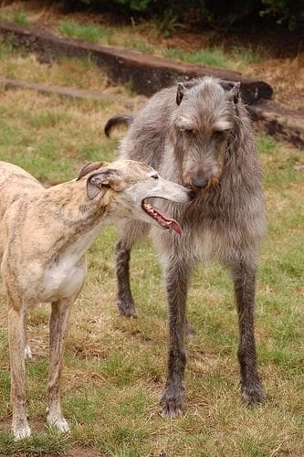 deerhound