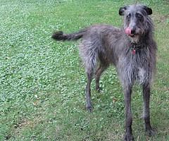 Scottish Deerhound