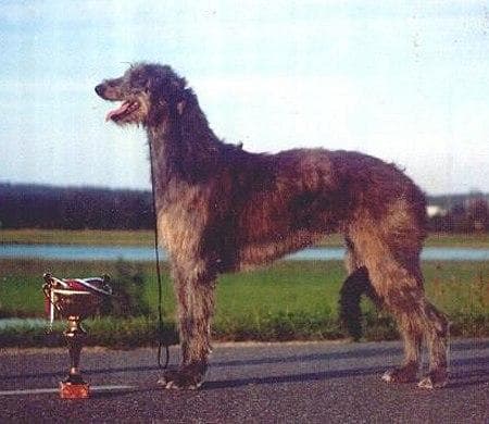 Scottish Deerhound