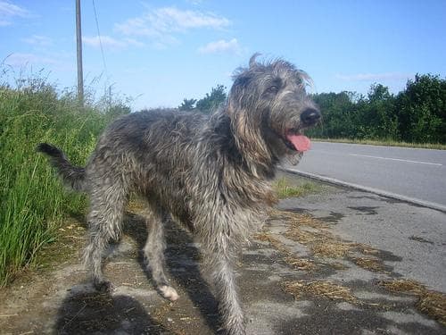 Scottish Deerhound