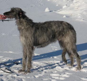 Scottish Deerhound