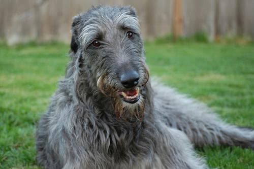 Scottish Deerhound