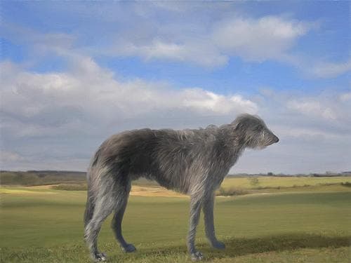 deerhound