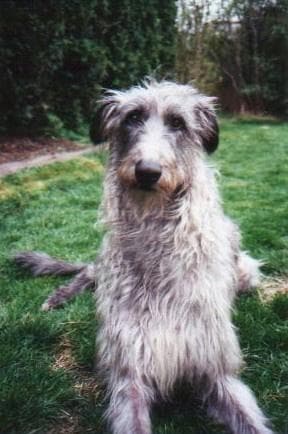 deerhound