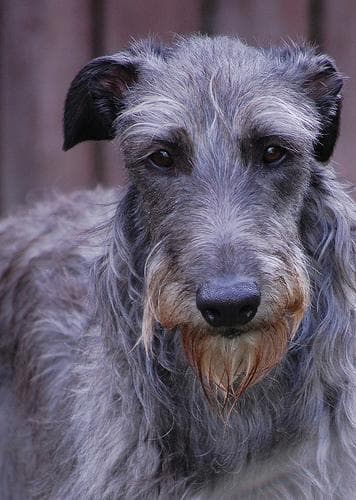 Scottish Deerhound