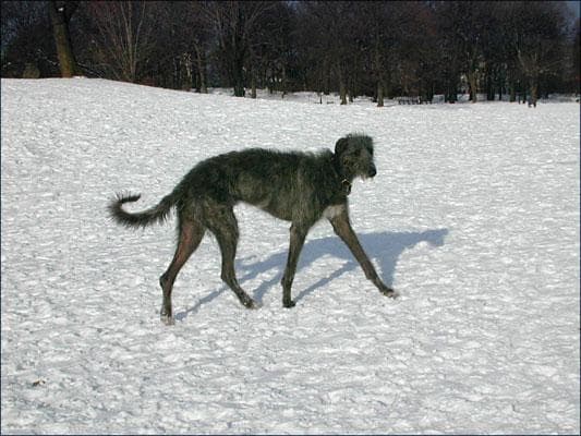Scottish Deerhound