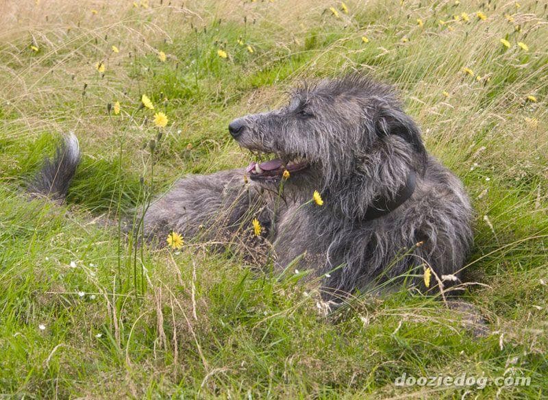 deerhound