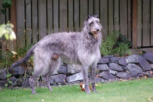Scottish Deerhound