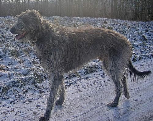deerhound