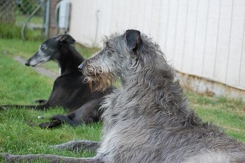 Scottish Deerhound