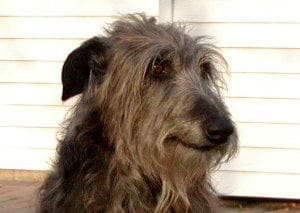 Scottish Deerhound