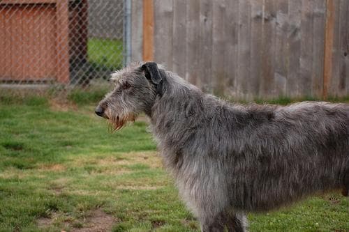 deerhound