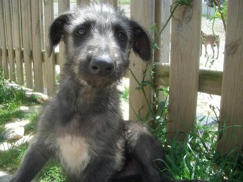 Scottish Deerhound