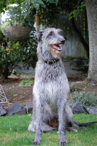 deerhound