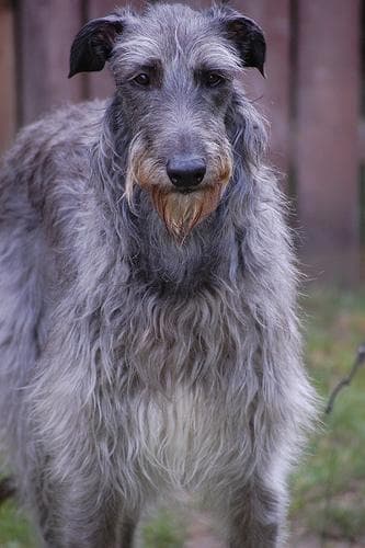 Scottish Deerhound