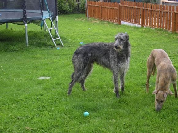Scottish Deerhound