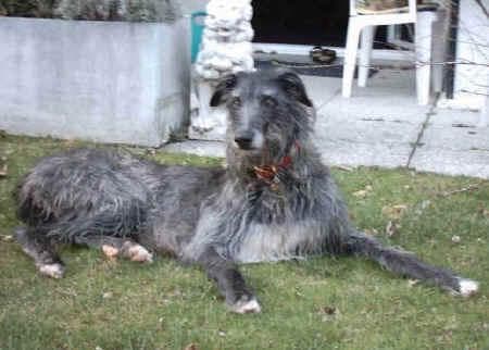 Scottish Deerhound