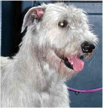 deerhound