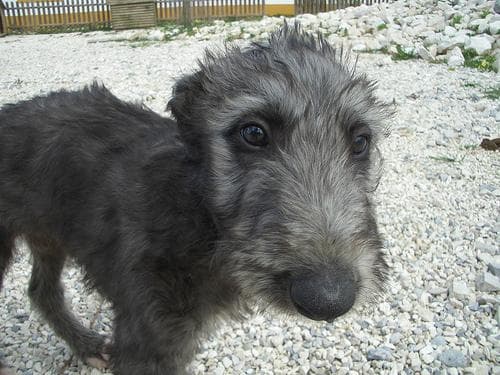 deerhound
