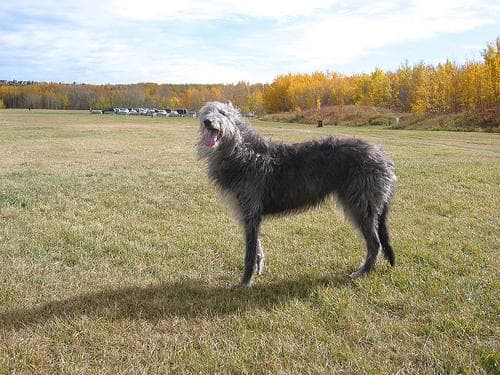 Scottish Deerhound