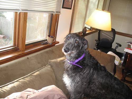 Scottish Deerhound